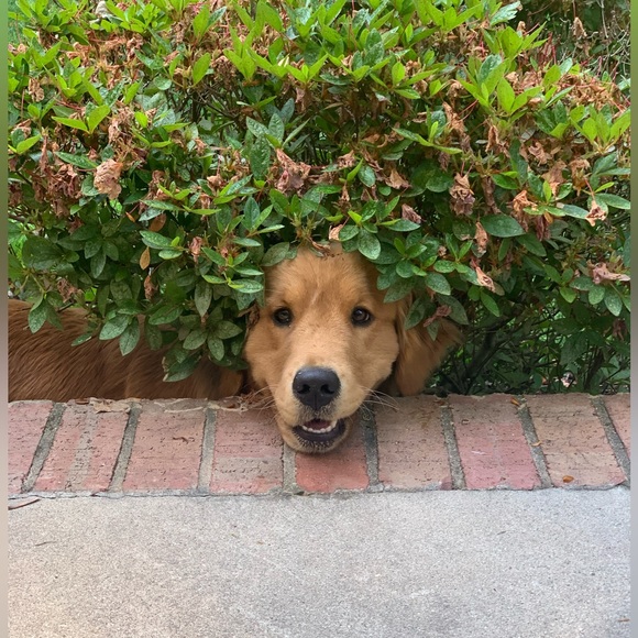 Meet your Posher, Dawn - Picture 11 of 12